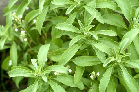 What is Stevia? An Introduction To The All Natural Sweetener